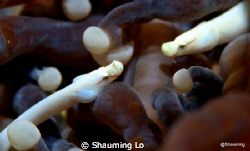 Mushroom Coral Pipe fish.. by Shauming Lo 